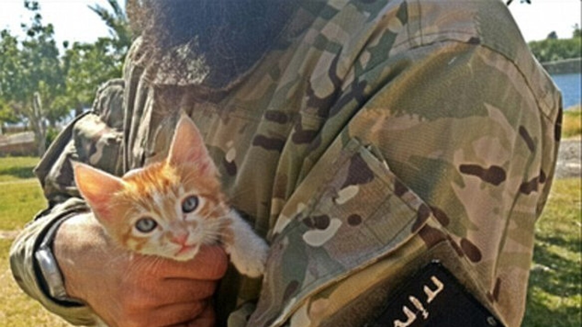 Οι τζιχαντιστές κήρυξαν πόλεμο στα… γατάκια: Επίσημη φετβά για την εξόντωσή τους  